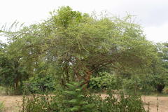 Gmelina asiatica